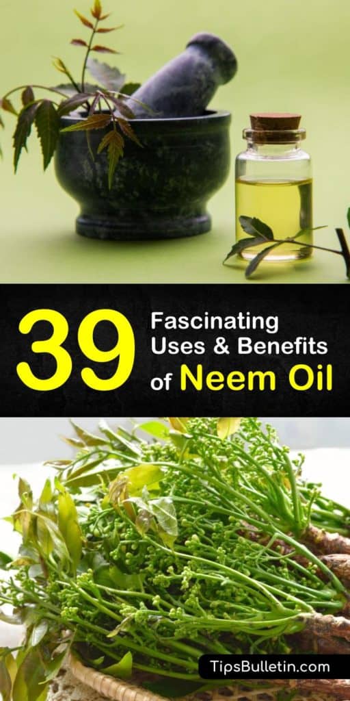 39 amazing uses and benefits of neem oil. With detailed neem oil uses for health, skin, acne, face, hear, beauty, plants and garden. Especially using it as natural pest control remedy to protect insects. The article includes also DIY homemade neem oil recipes for dogs.#neemoil #haircare #plants