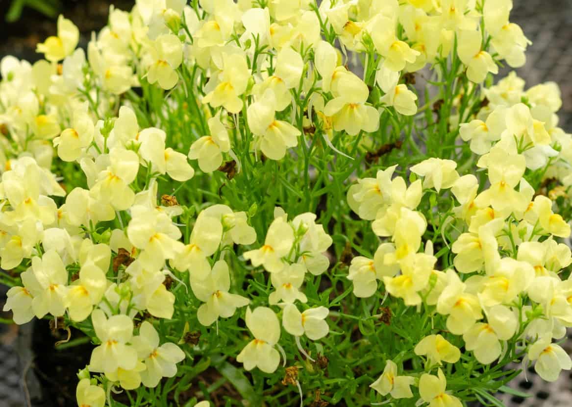 Nemesia flowers look like tiny orchids.