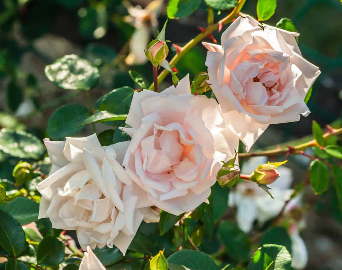 The new dawn climbing rose doesn't mind dry conditions.