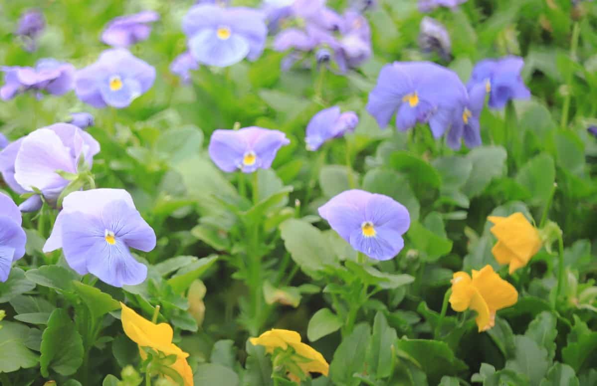 The New Guinea impatiens is the perfect plant to spill over the sides of a container.