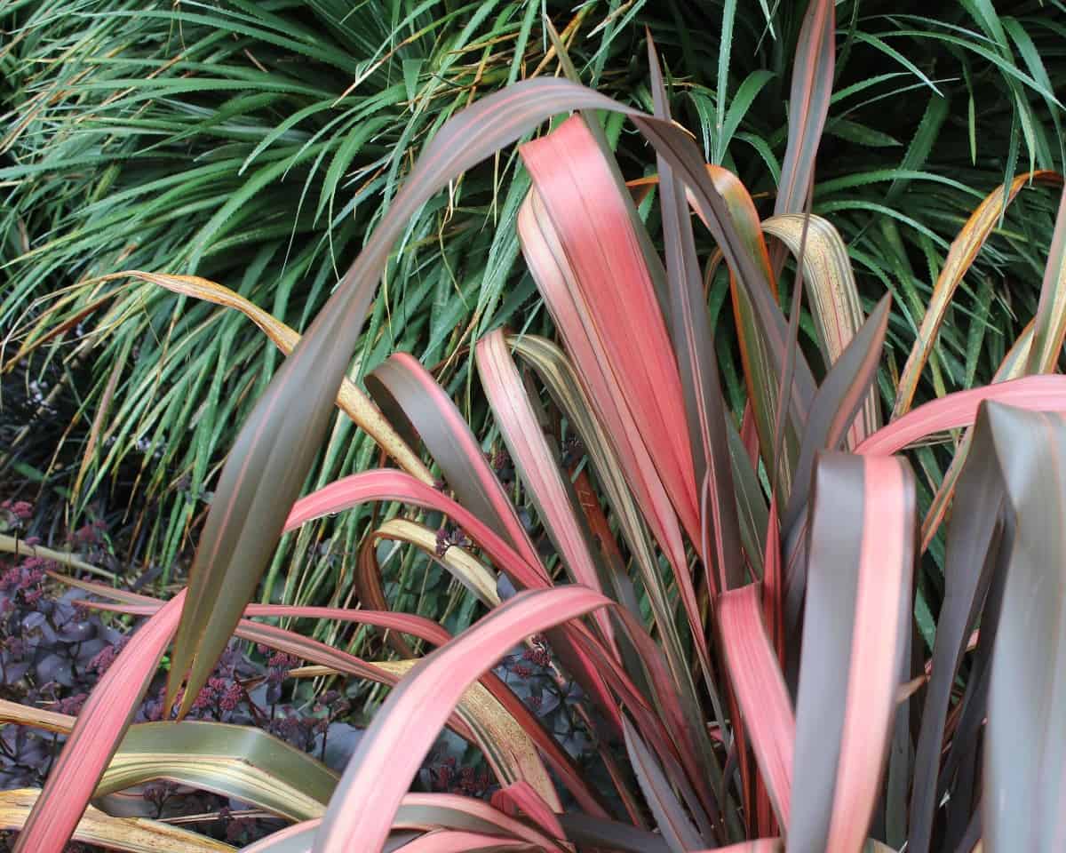 New Zealand flax has a base shaped like a fan with pointed leaves.