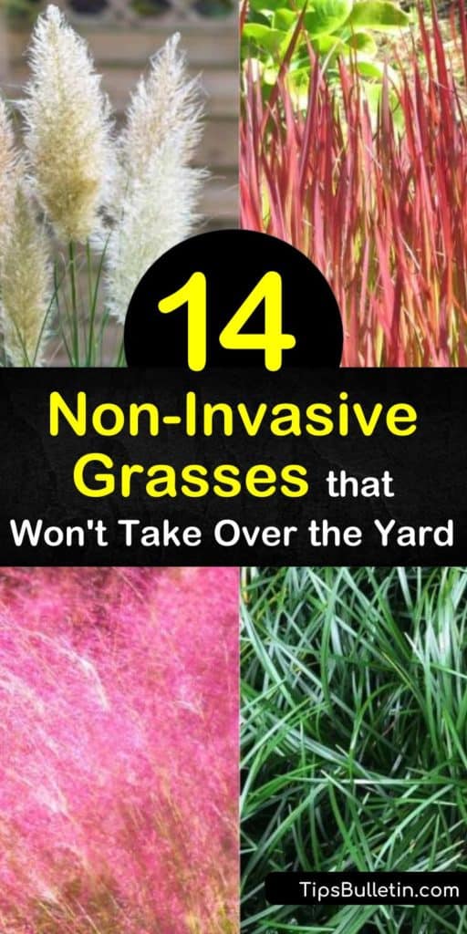 Create a landscape of non-invasive ground cover and clumping grasses with ornamental grass. Make a focal point with pampas grass, and feather reed grass, or grow a border along your garden with miscanthus, and switchgrass. #noninvasive #grasses #grass