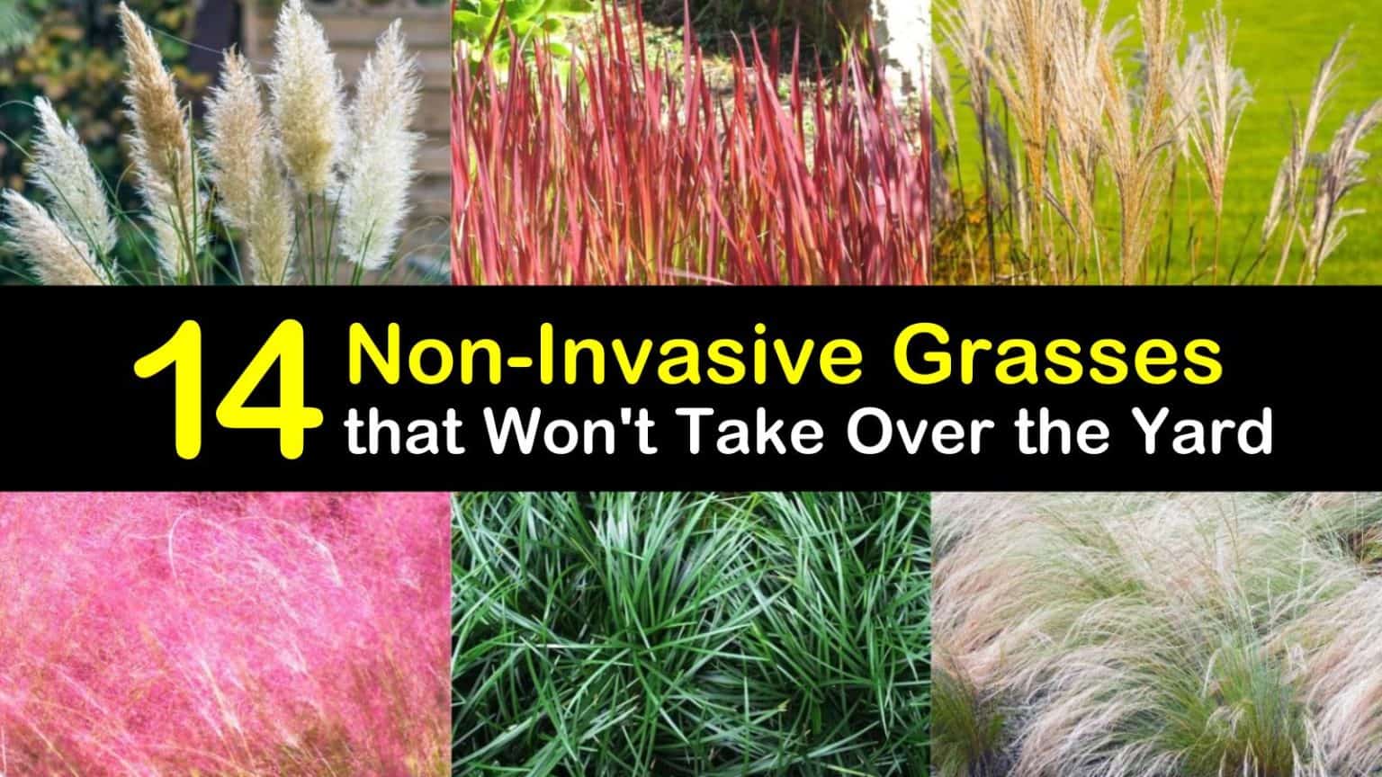 14 NonInvasive Grasses that Won't Take Over the Yard