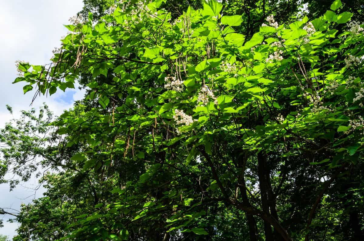 Northern catalpa trees have arrow-shaped leaves.