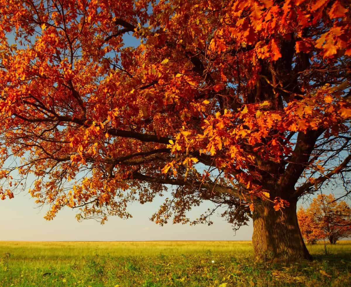 Most oak tree species produce acorns.