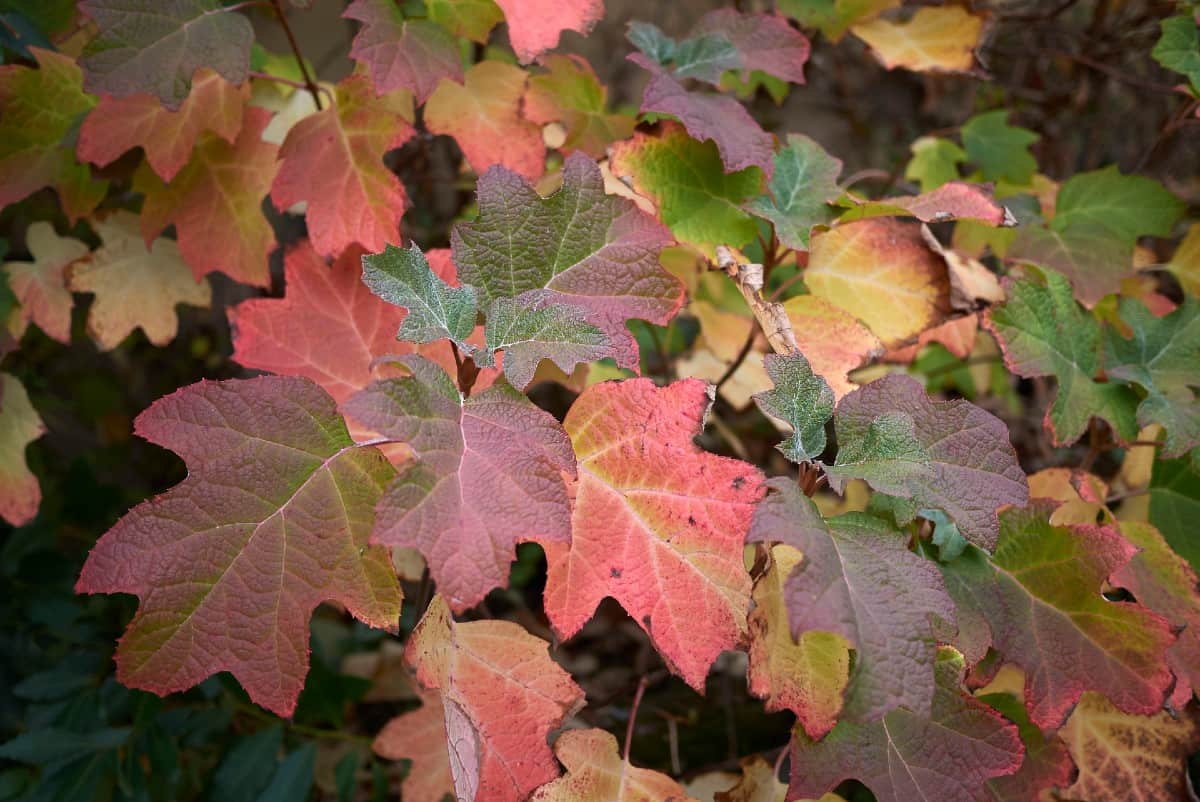 Oakleaf hydrangea offers spectacular fall color.