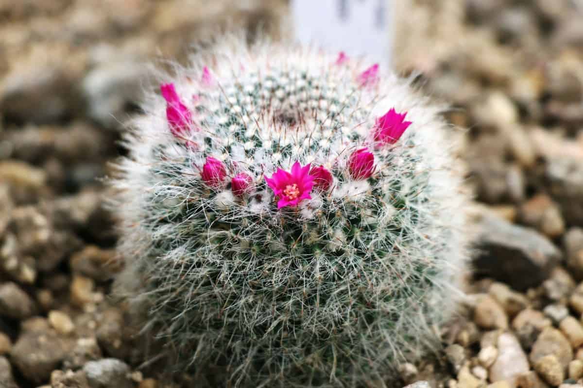 The old lady cactus looks like a pincushion.