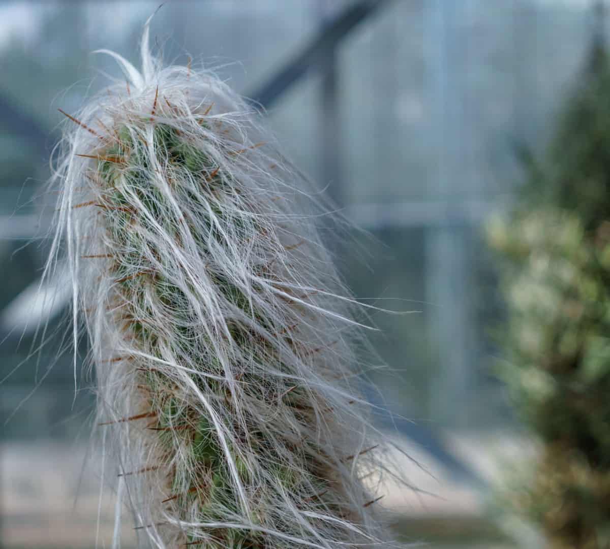 The hairy old man cactus can grow to 45 feet tall if not kept in a pot.