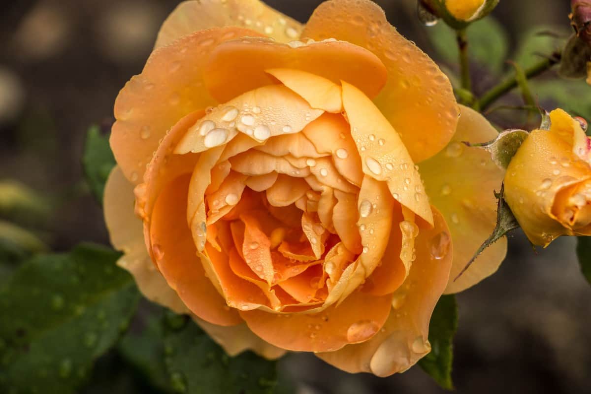 Orange freedom roses are fast-growing shrub roses.