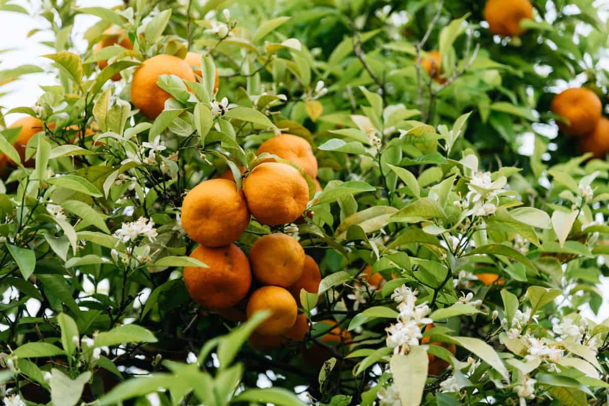 Orange trees are perfect for the poolside.