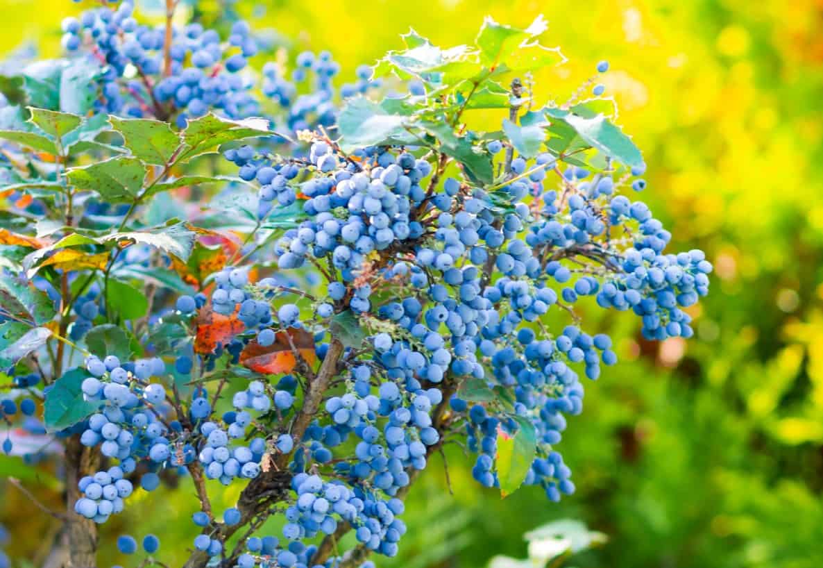 The foliage of the holly-like Oregon grape adds color all winter.