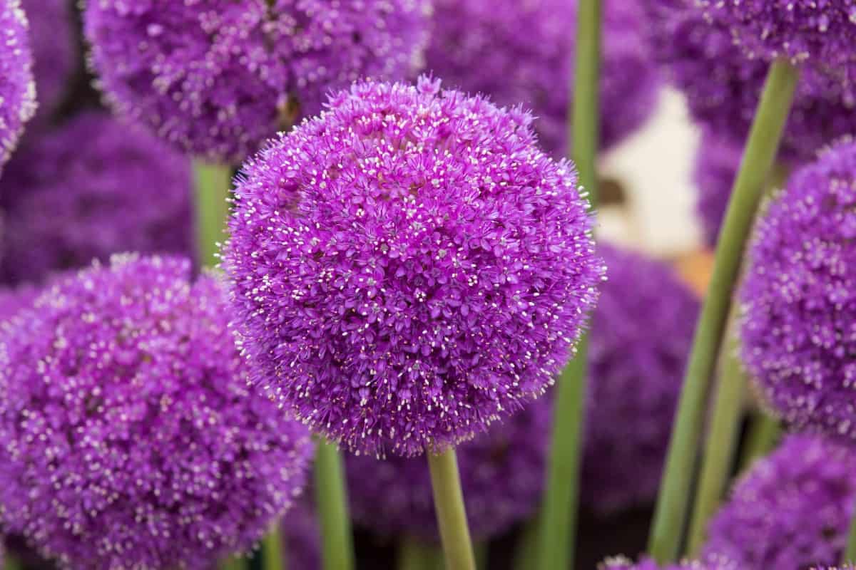 The ornamental onion has bright purple flowers.