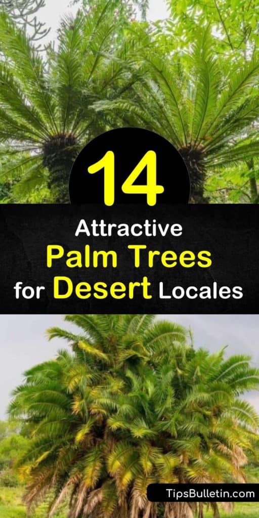 Want to visit the deserts of Arizona without actually going? Come see how to transform your backyard into a desert oasis by choosing from various species of palms, including the California Fan Palm, Date Palm, Mediterranean Fan Palm, and the Sago Palm. #palmtrees #desertpalmtrees #desert