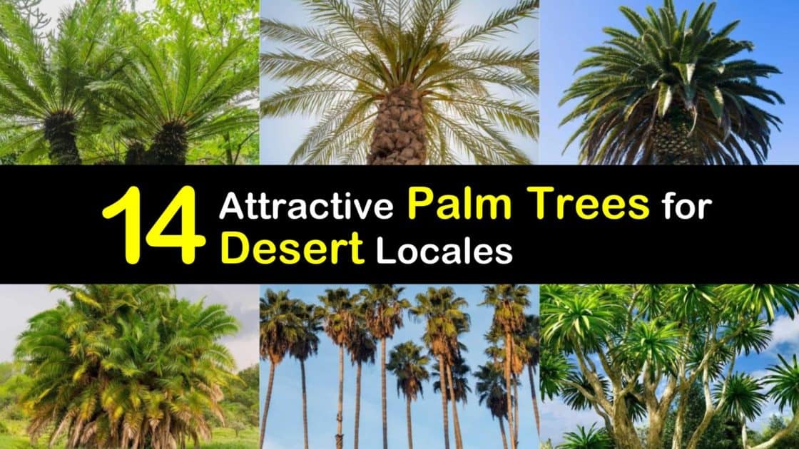 NEW DESERT PALM WITH REALISTIC TRUNK 22 CM HEIGHT TPD-025 