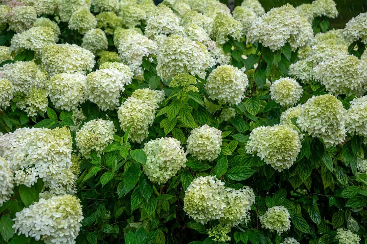 Panicle hydrangeas are known for their large flowers.