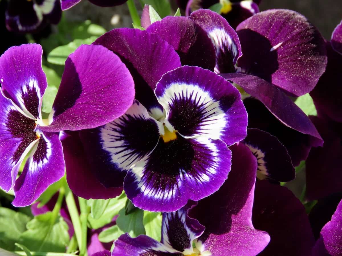 Pansies are brilliantly-colored edible flowers.