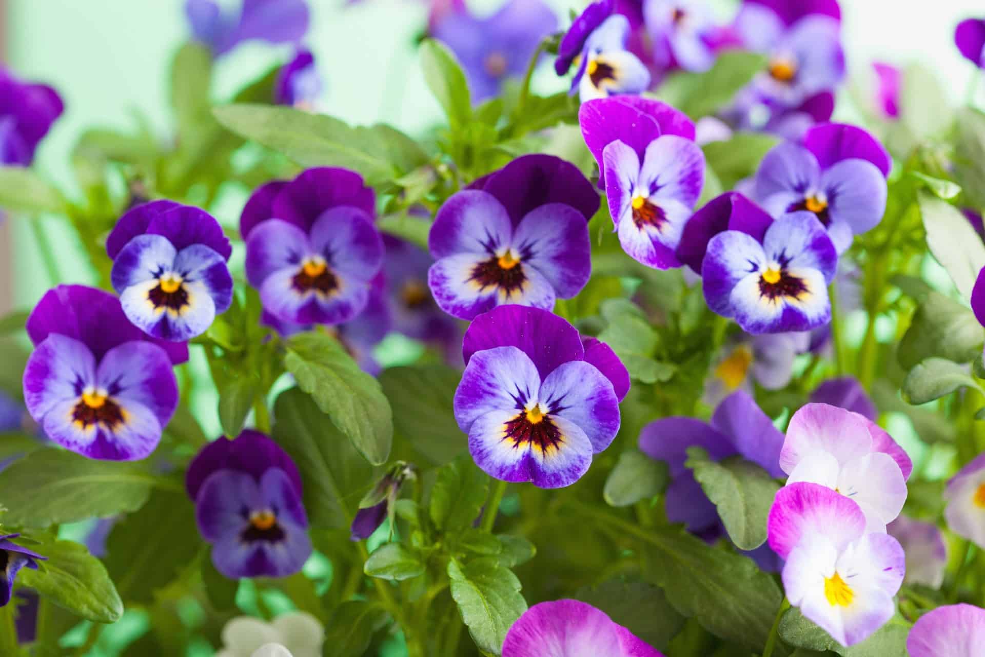 Pansies are cheerful flowers that are also edible.