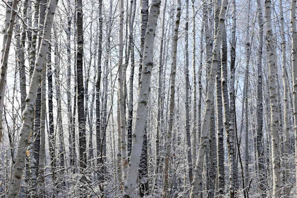 The paper birch has unusual white bark on the trunk.