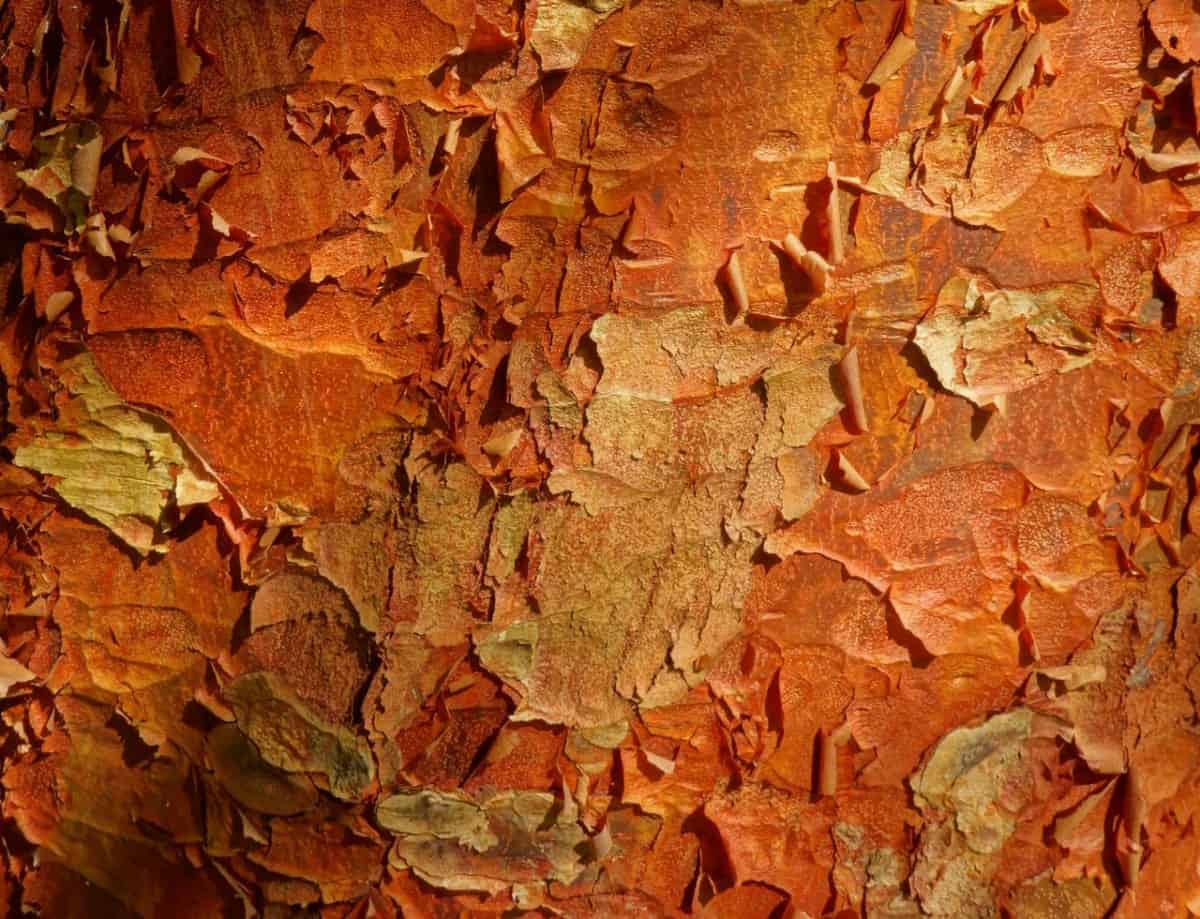 Paperback maples have papery, copper-colored trunks.