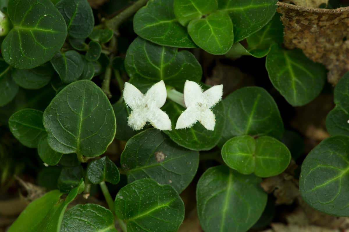 Partridge berry is an ornamental vine.