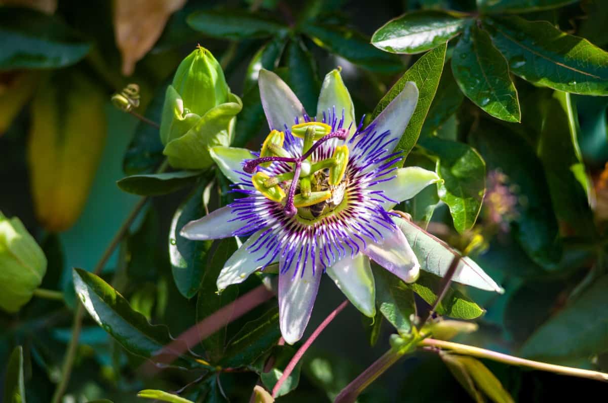 For a tropical look, grow passion flower vines.