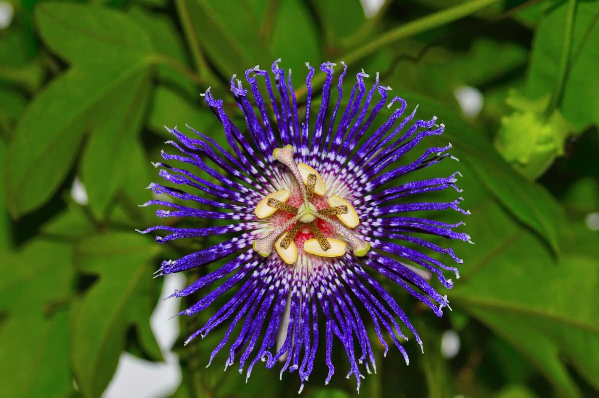 Passionflower is a unique specimen that prefers well-drained soil.