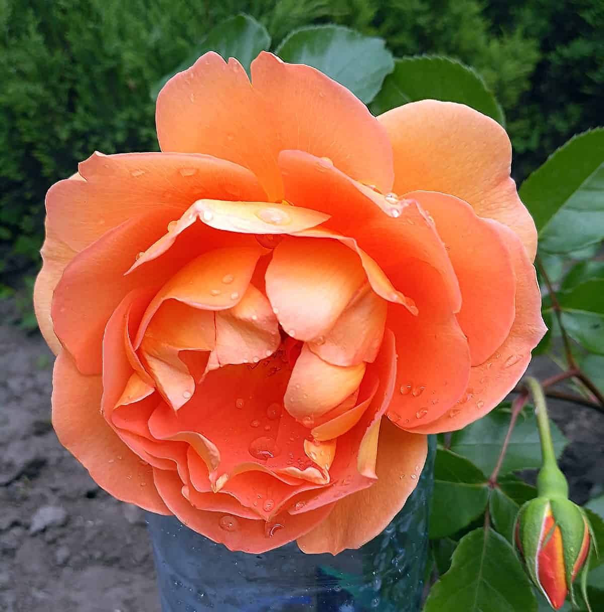 The Pat Austin rose is drought tolerant and smells like tea.