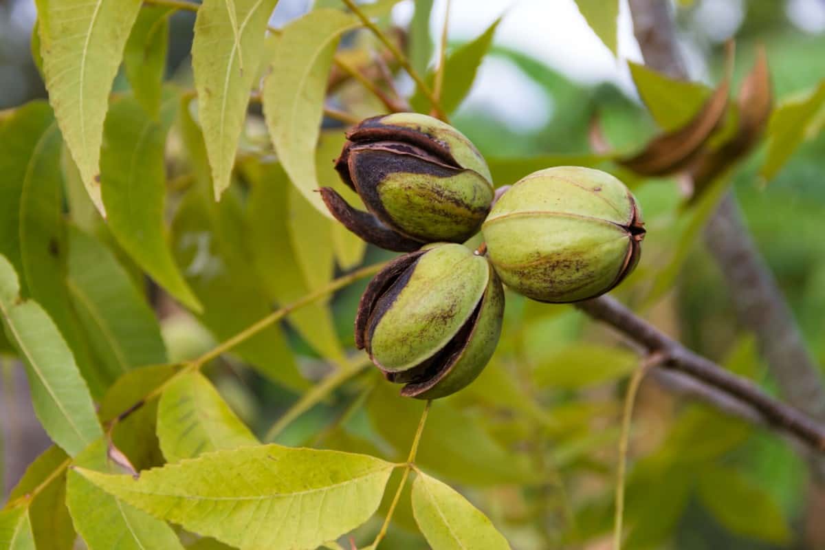 Pecan trees shed delicious nuts and brittle branches.