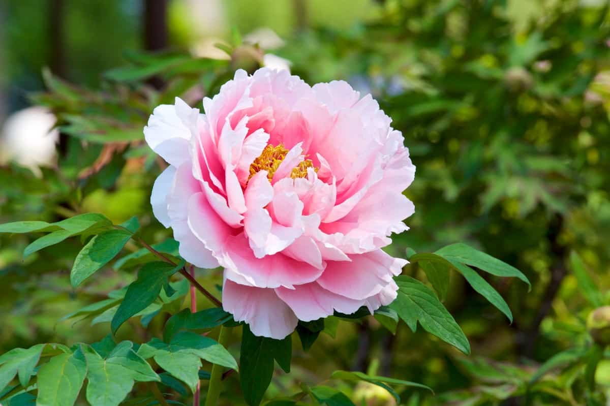 Peonies bloom in spring in a variety of different colors.