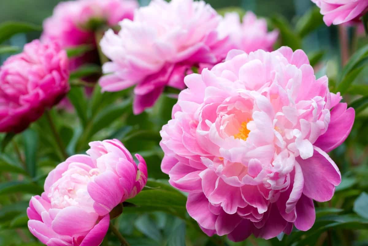 Peonies have large, wonderful-smelling blooms in pink or white.