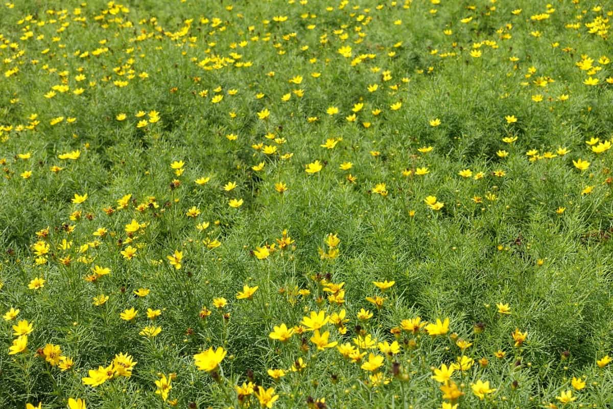 Perennial tickseed flowers attract beneficial insects.