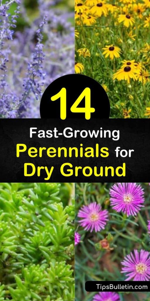 Discover perennials that thrive in dry conditions and even poor soil. From succulents to bold-hued flowers, these drought tolerant plants enliven a dry garden. Try allium, which blooms from late spring to early summer, or blanket flower, which attracts hummingbirds. #perennials #drysoil #drygarden