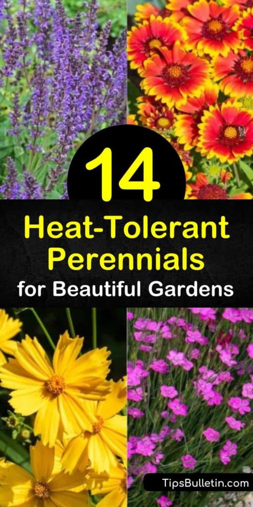 Discover how to grow beautiful plants in your garden in hot and dry climates. Attract hummingbirds and butterflies by planting echinacea, blanket flower, coneflower, salvia, and achillea and enjoy flowers until late summer. #perennials #hotareas #heattolerant #plants #drought