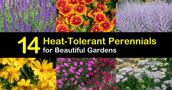Live Plants Patio heat tolerant Desert no fuss plants Details about   SUMMER POINSETTIA 