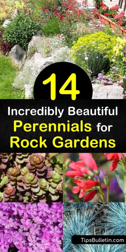 Try these incredible perennials for rock gardens that adapt to poor soils and dry conditions. Plant species like Rock Cress that are practically made for alpine slopes and terrain. Add a succulent or two for drought tolerant plants that grow almost anywhere. #perennials #rockgarden #succulent