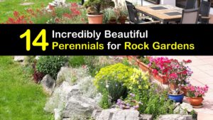 Perennials for Rock Gardens titleimg1