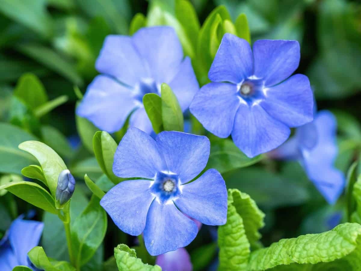 Periwinkle has pretty leaves and flowers.