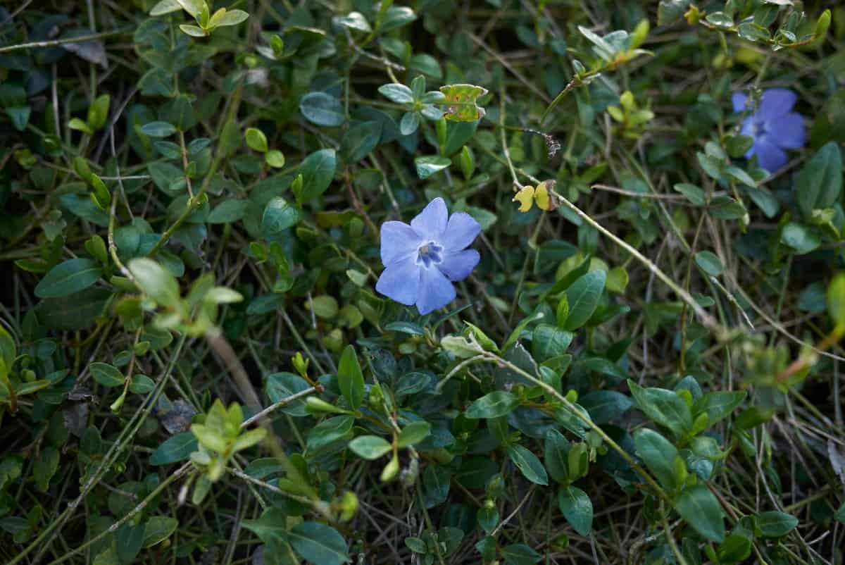 Add periwinkle to areas that require erosion control.
