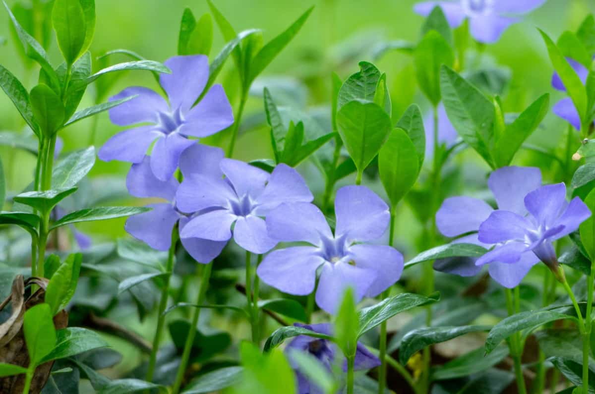 Periwinkle or vinca is great for erosion control.