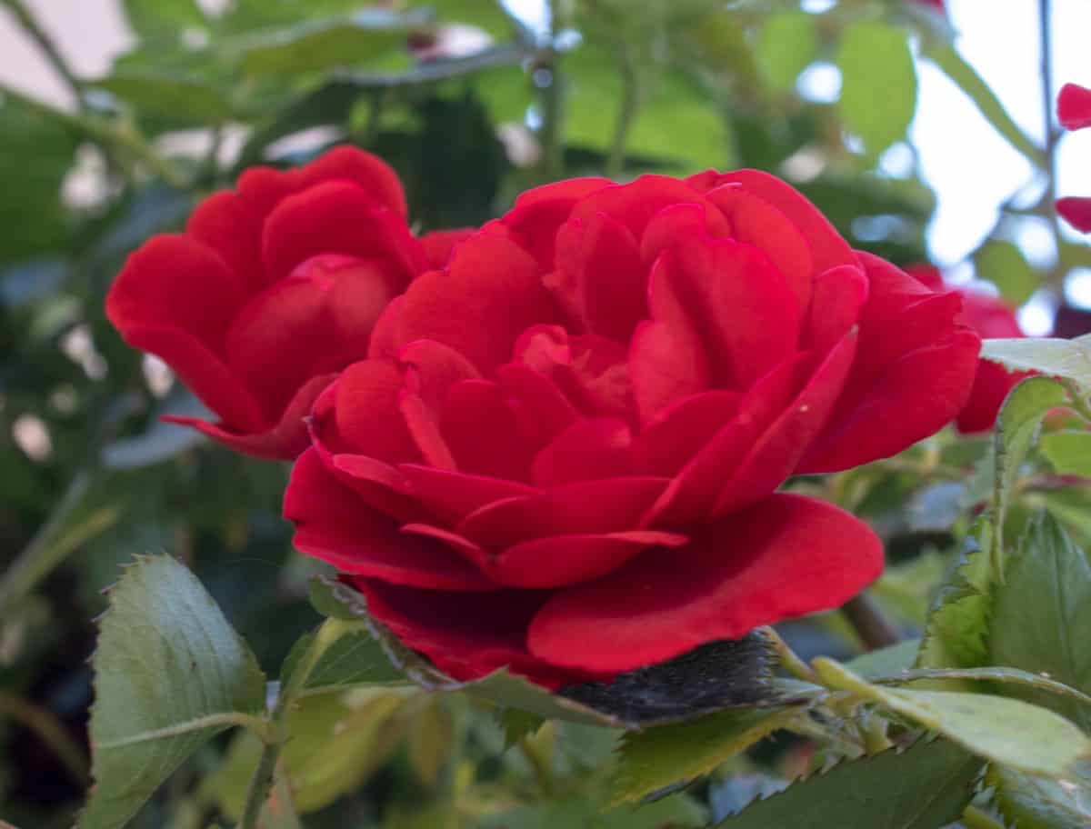 The petite knock out rose is the first miniature rose bush in the family.