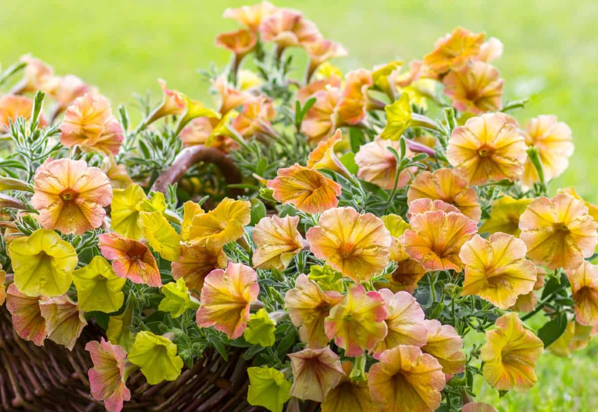 Petunias come in 3 different types.