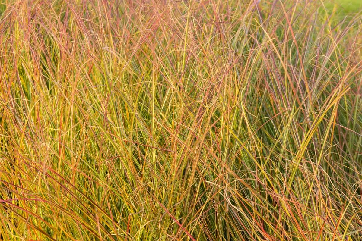 Pheasant's tail grass is a fast grower.