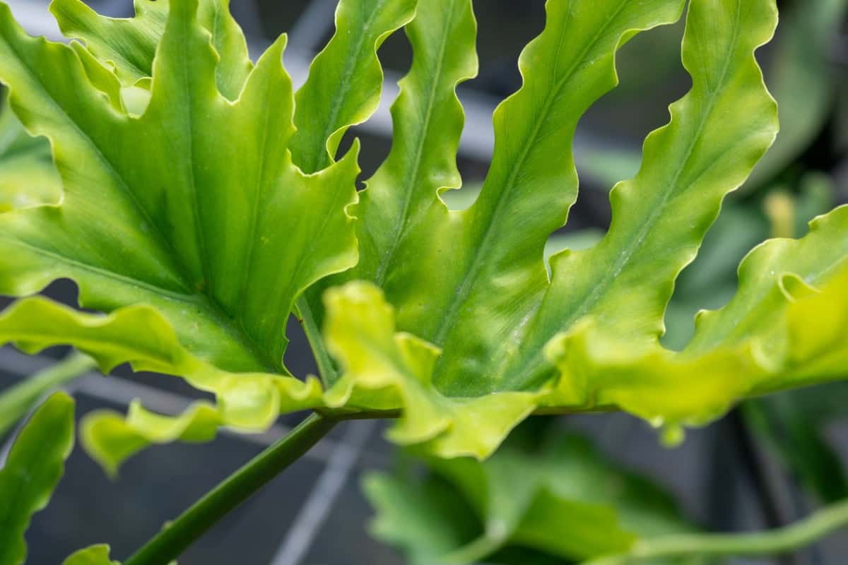 Philodendrons are low-maintenance indoor plants.