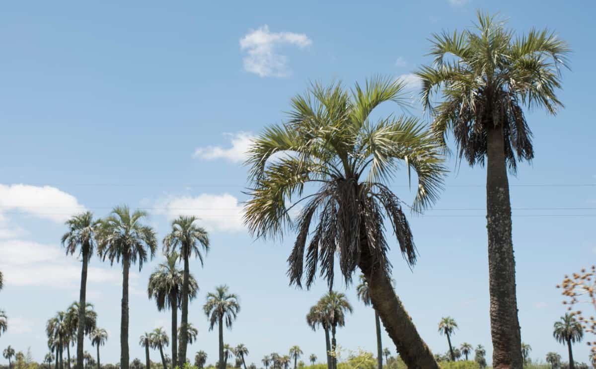 The pindo palm is also known as the jelly palm tree.