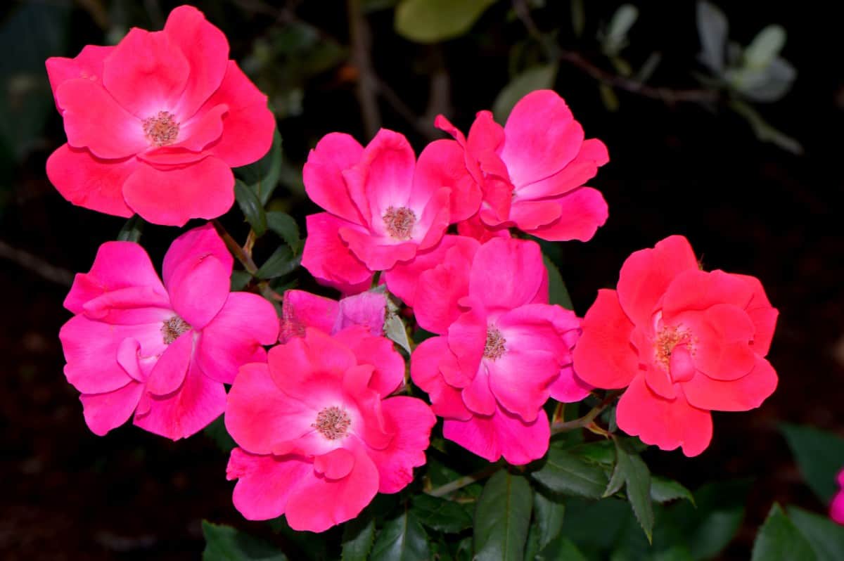 Pink double knock out roses do not require deadheading.