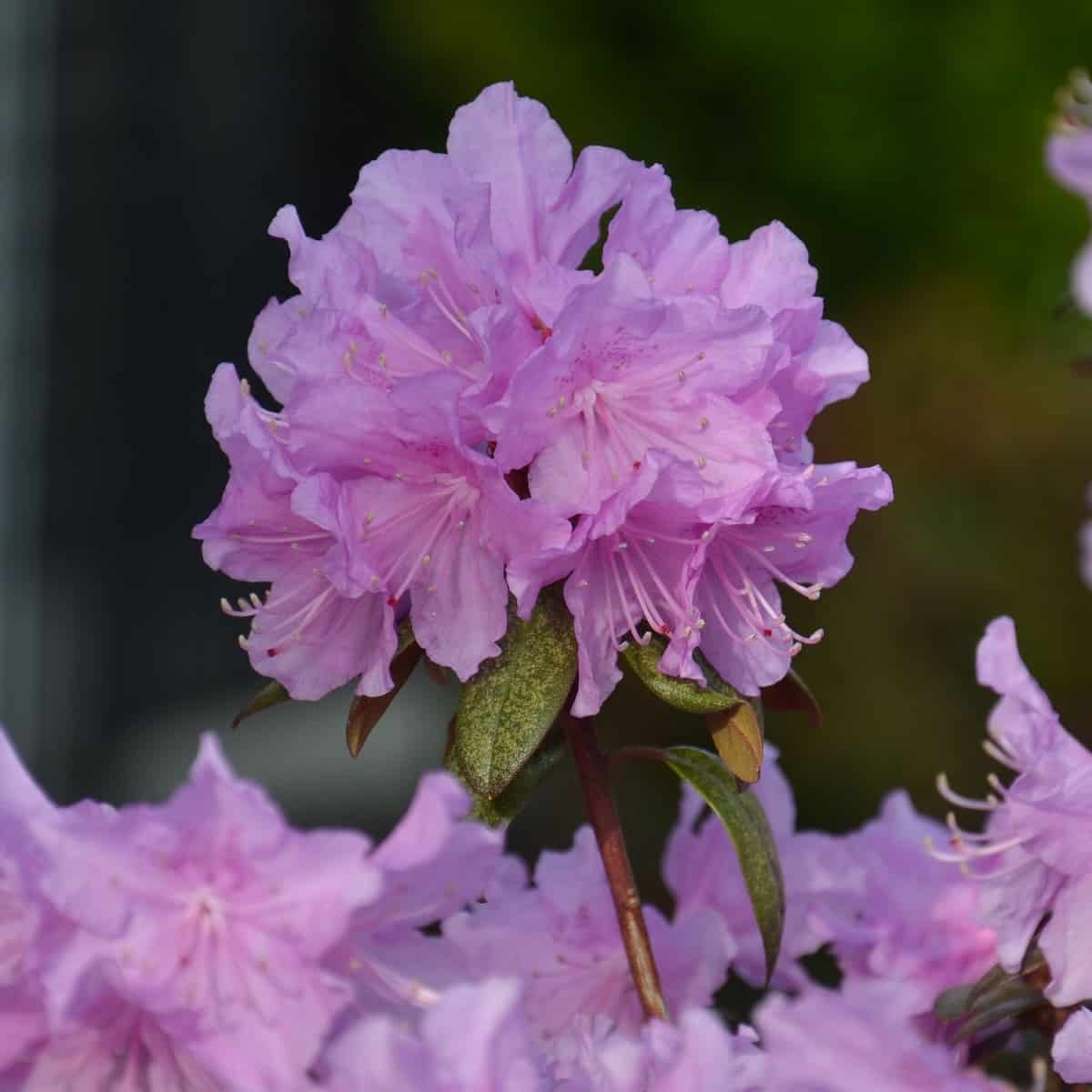 The PJM elite rhododendron sports reddish-purple leaves in winter.