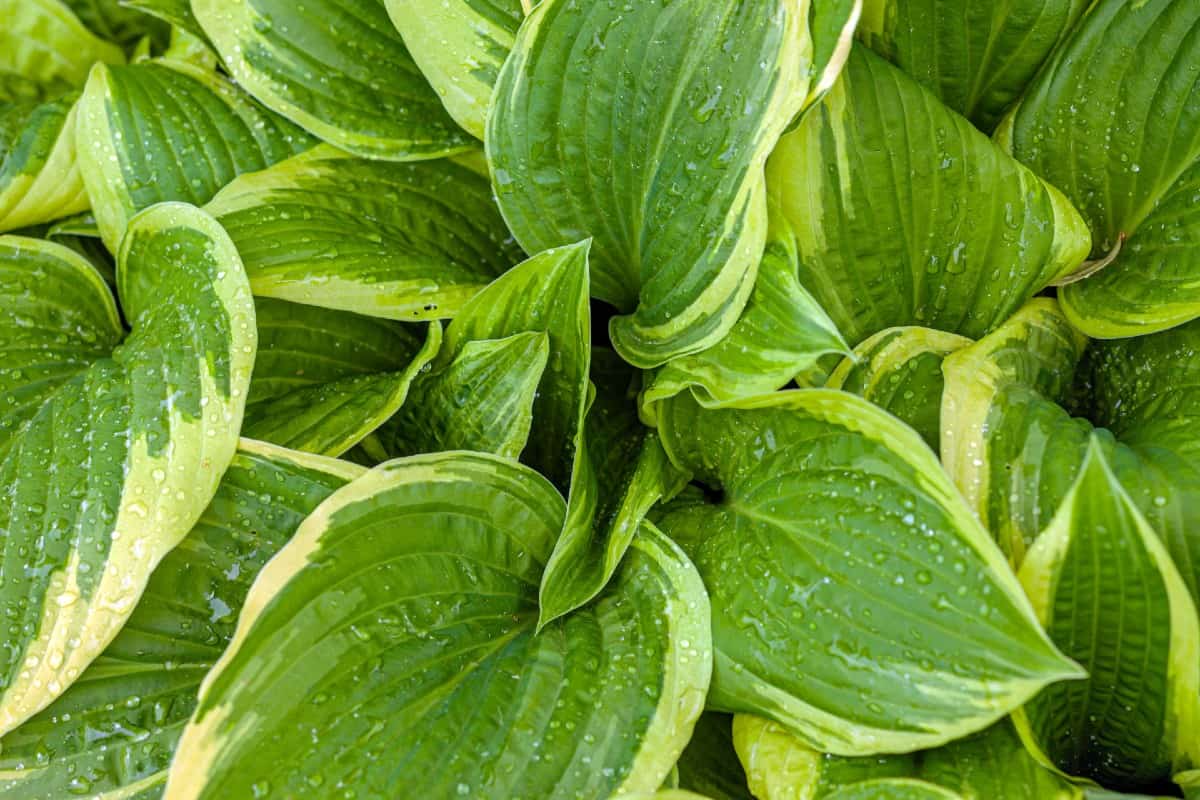 The plantain lily or hosta does best in shade.