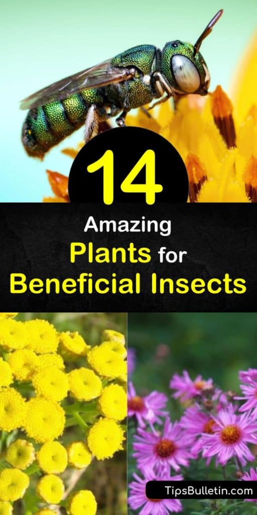 Discover flowers and herbs to attract good bugs to your garden. Tempt hoverflies with sweet alyssum, coriander, or buckwheat, and lacewings with fennel or angelica. Or, try planting marigolds to bring ladybugs to your yard. #beneficialinsects #pestfreegarden #nomorepests