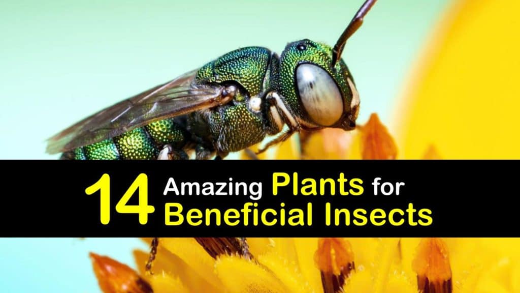 Plants for Beneficial Insects titleimg1