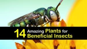 Plants for Beneficial Insects titleimg1